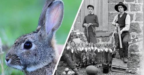 最近热门事件合集吃瓜兔